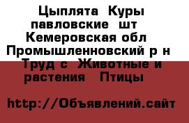 Цыплята, Куры павловские 2шт. - Кемеровская обл., Промышленновский р-н, Труд с. Животные и растения » Птицы   